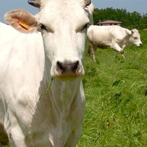 Vacca bianca